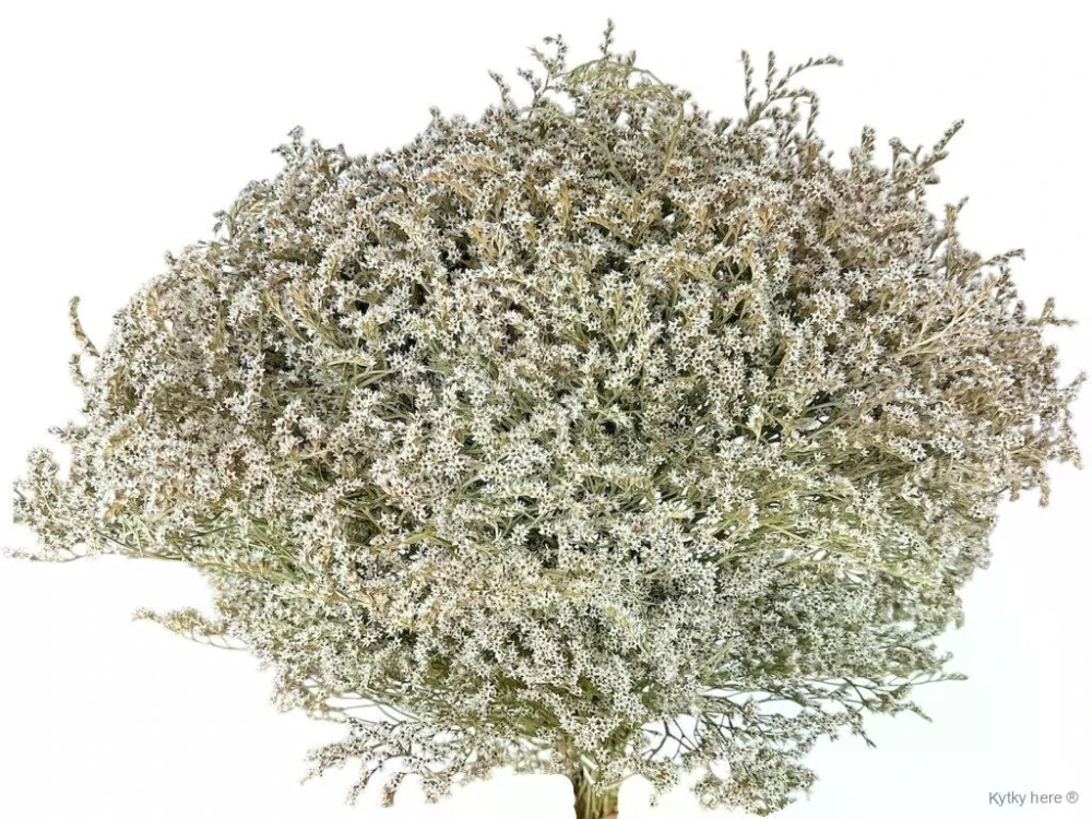 Limonium tataricum