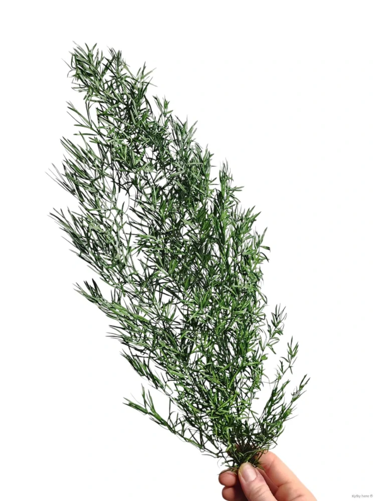 Asparagus sprengeri