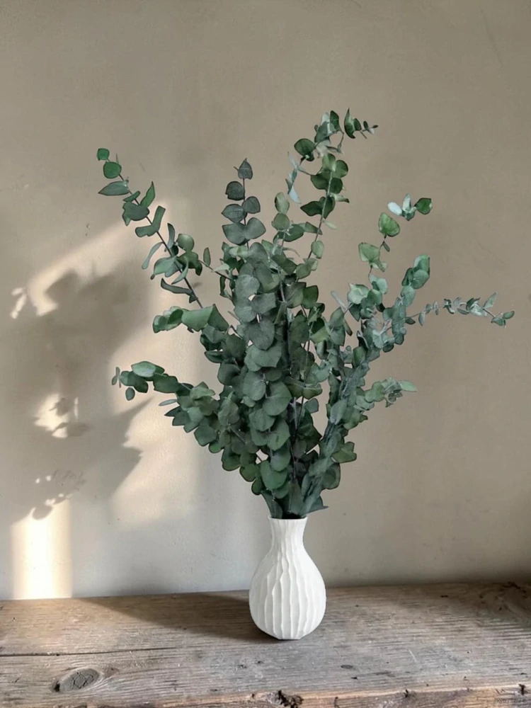 Eukalyptus stuartiana