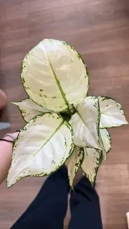 Aglaonema White Joy