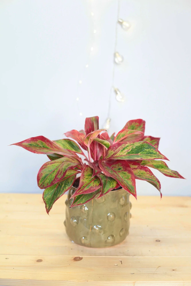 Aglaonema Crete Flame