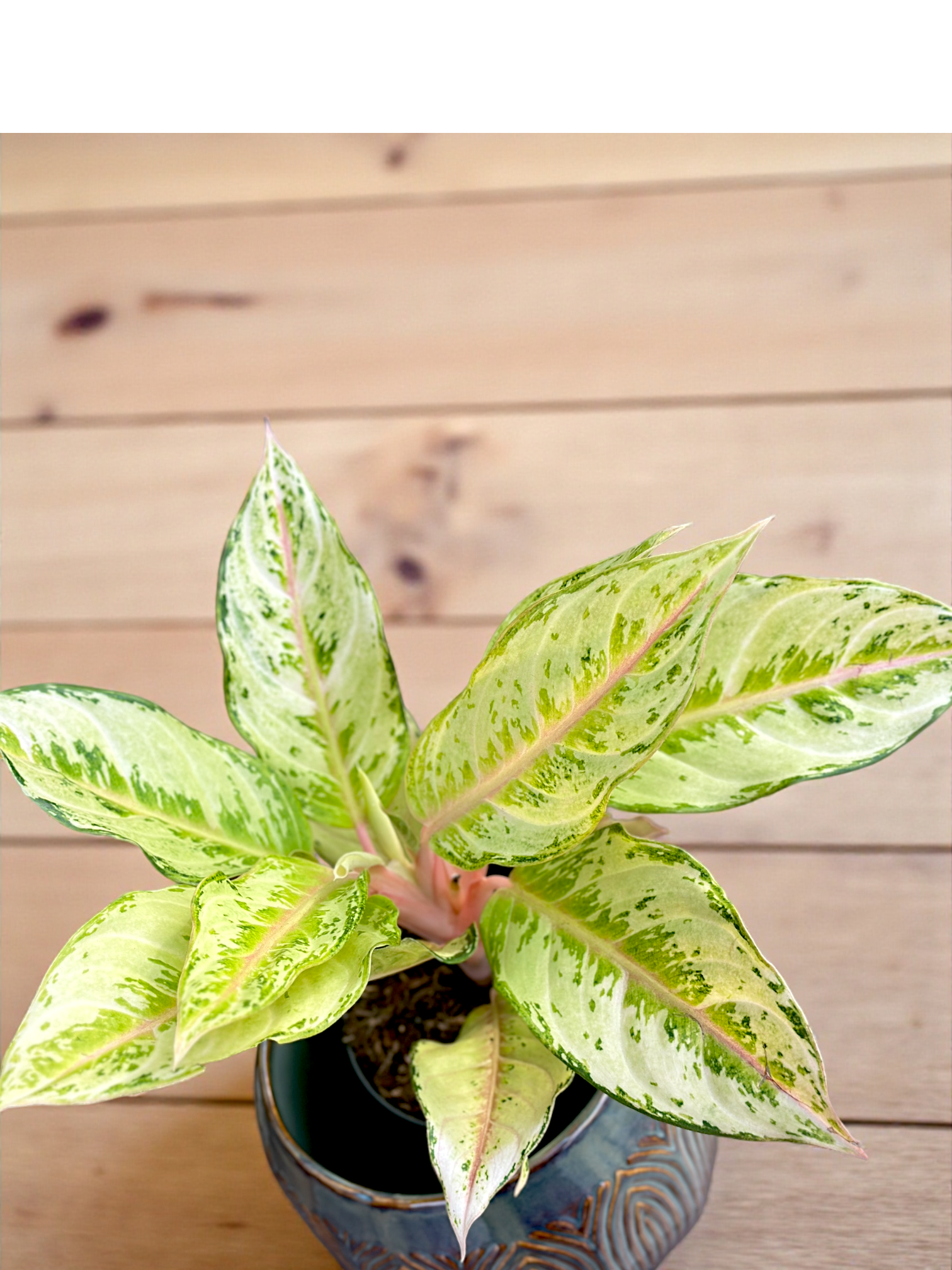 Aglaonema Chartreuse Pretty
