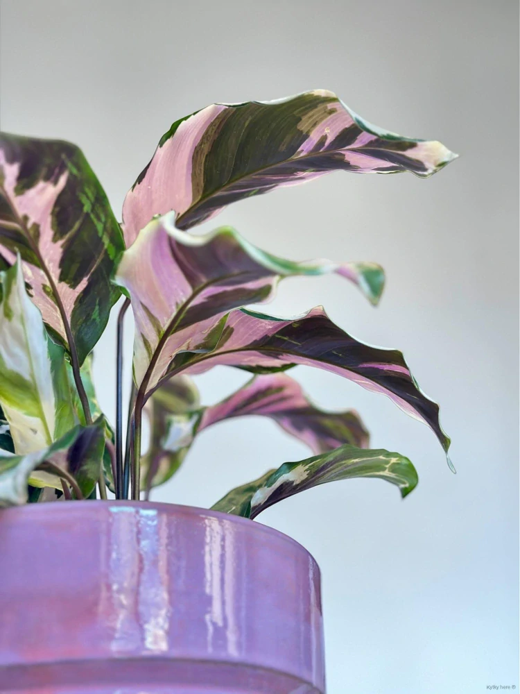 Calathea Fusion White