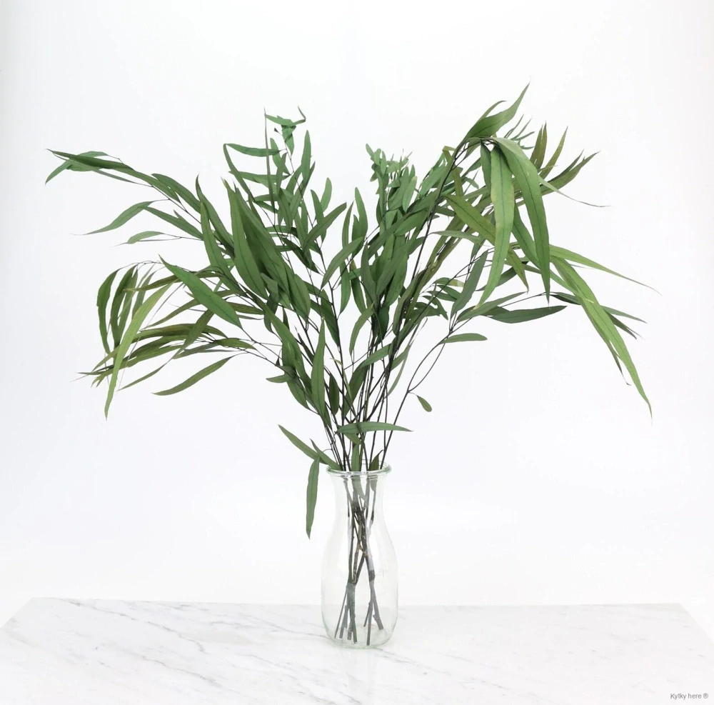 Eukalyptus nicholii
