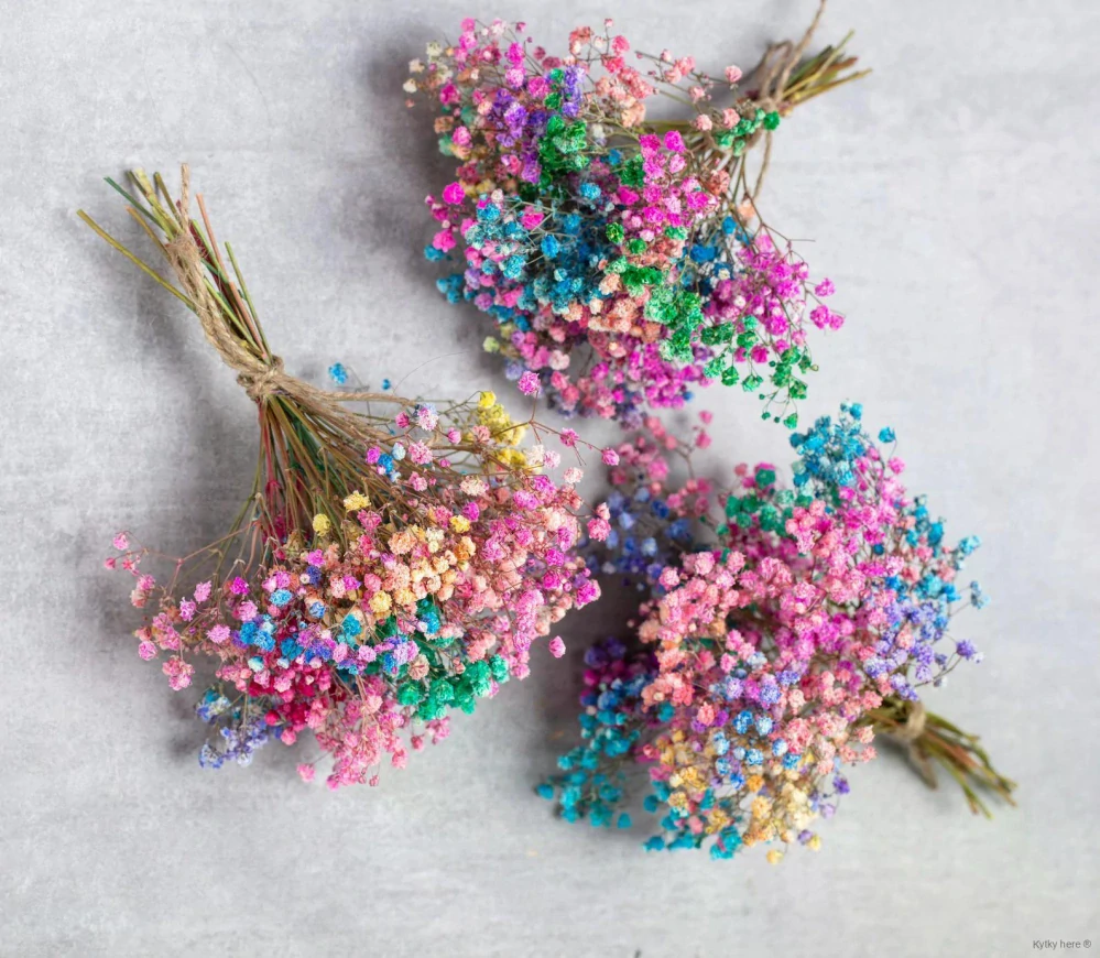 Stabilizovaná Gypsophila