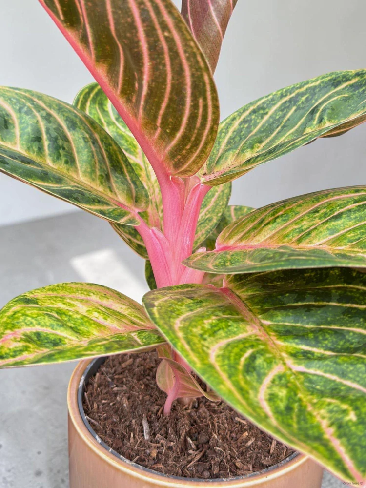 Aglaonema Tourmaline Gold