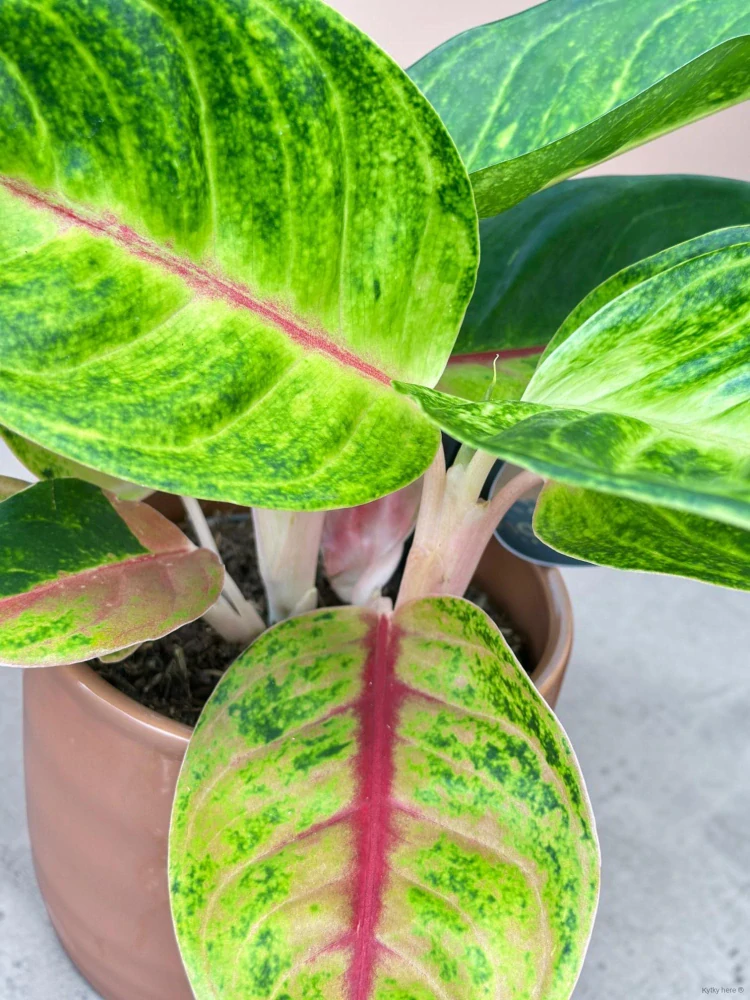 Aglaonema Iguana Red
