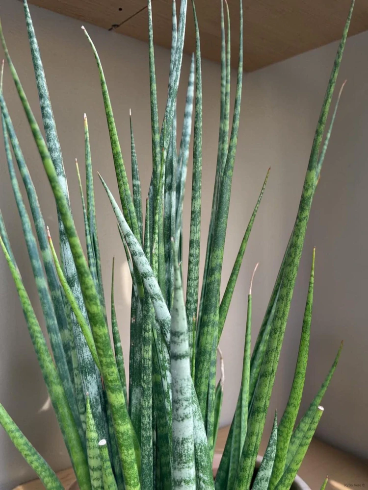 Sansevieria Fernwood