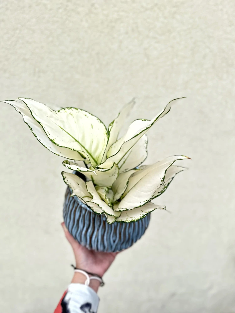 Aglaonema White Joy