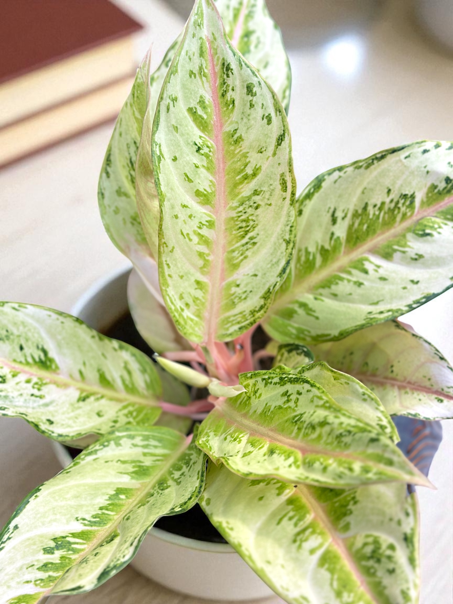 Aglaonema Chartreuse Pretty