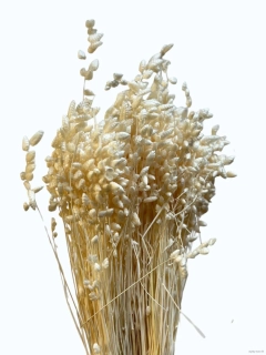 Briza bělená / třeslice