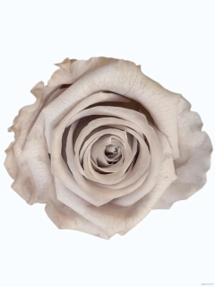 Stabilizovaná růže XL světle šedá (hlava)