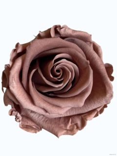 Stabilizovaná růže L hnědá (hlava)