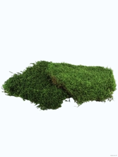 Stabilizovaný lesní mech 500 g