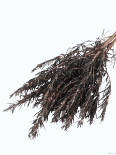 Stabilizovaný rozmarýn