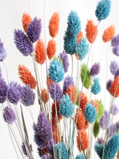 Phalaris / chrastice