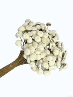 Botao Amarelino bělené