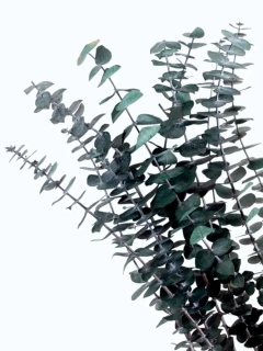 Eukalyptus Baby Blue zelený