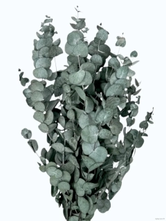 Eukalyptus Cinerea