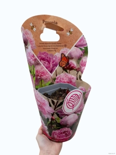 Pivoňka velkokvětá