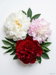 Pivoňka velkokvětá