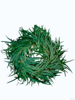 Eukalyptový věnec s plody zelený