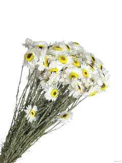 Acroclinium