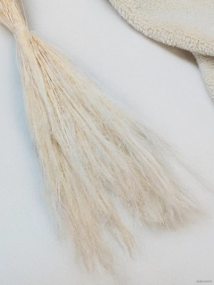 Agrostis bělený