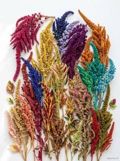 Amaranthus