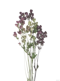 Astrantia růžová