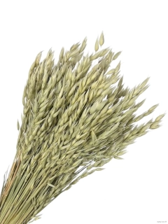 Avena / oves