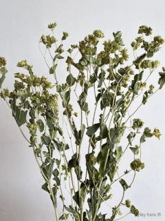 Bupleurum
