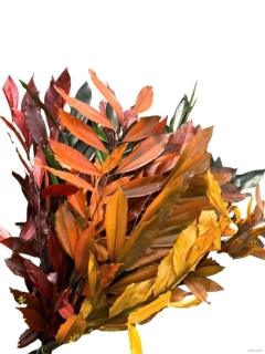 Stabilizovaný Cocculus