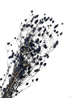 Eryngium modré