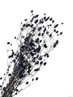 Eryngium modré