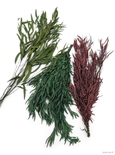 Eukalyptus nicholii