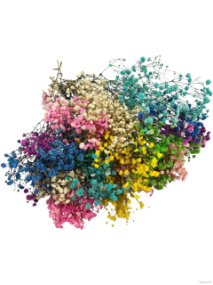 Stabilizovaná Gypsophila