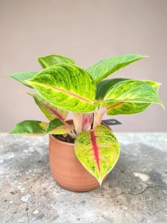 Aglaonema Iguana Red