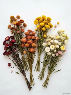 Helichrysum