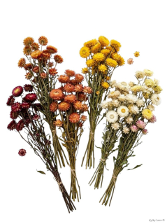 Helichrysum