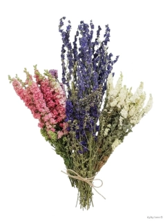 Delphinium / ostrožka