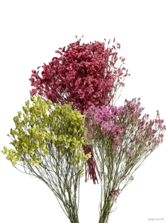 Limonium sinensis