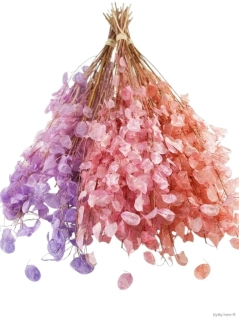 Lunaria / měsíčnice