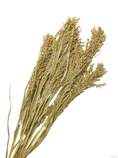Panicum / proso