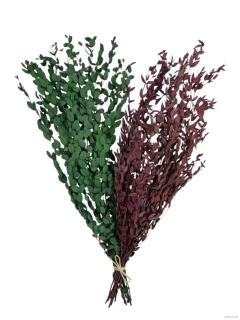 Eukalyptus parvifolia