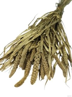 Setaria / bér