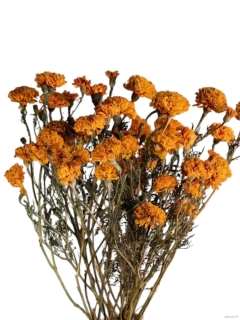 Tagetes / afrikán