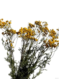 Tanacetum / vratič